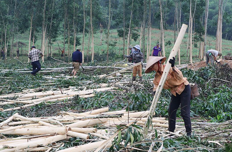 Khai thác và tuyển chọn gỗ nguyên liệu