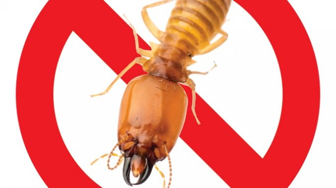 Cửa nhựa Composite không bị mối mọt như cửa gỗ