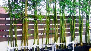 Cổng tường rào 011