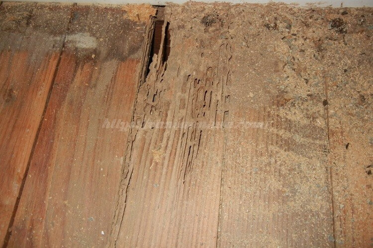 Hình ảnh cận cảnh phân mối hoặc đường mui của mối trên sàn gỗ]