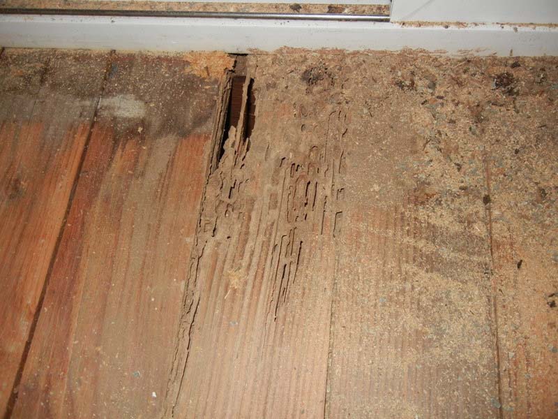 Sàn gỗ bị mối mọt: Các dấu hiệu nhận biết và giải pháp hiệu quả